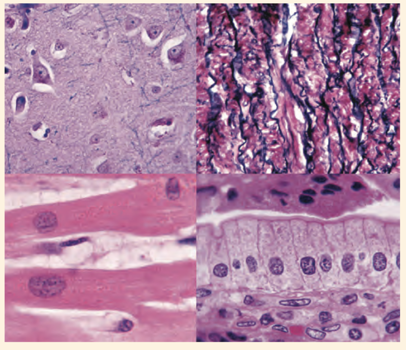 Láminas de Histología ,set de 25 diapositivas.