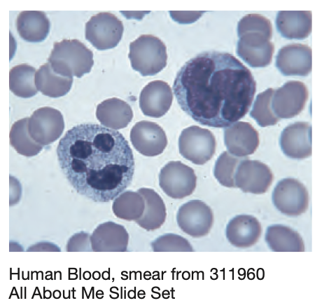 Láminas de Histología ,set de 25 diapositivas.