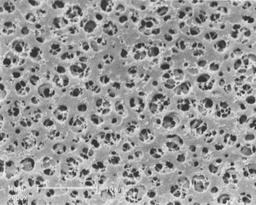 [11106-25-N] Membrana de Celulosa de Acetato, 25mm
