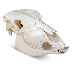 [246270] Cráneo Calavera Natural de Vaca